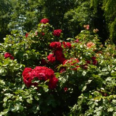 rheinaupark-2