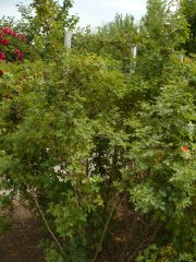 rosa-foetida-var-bicolor-2