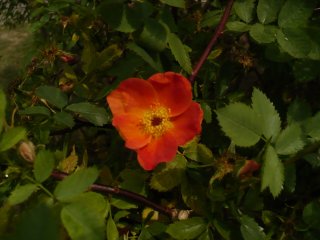 rosa-foetida-var-bicolor