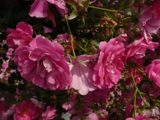 rosa-kordesii-2