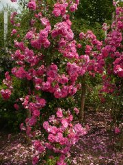 rosa-kordesii