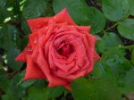 baccara-2-ogrod-botaniczny-warszawa.jpg