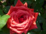 baccara-ogrod-botaniczny-warszawa.jpg