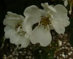 sapho-4
