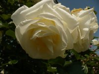 schneewalzer-2