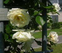 schneewalzer-3