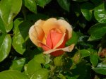 profesor-kownas-ogrod-botaniczny-warszawa-171.jpg