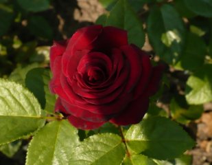 schwarze-madonna-3