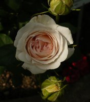 sebastian-kneipp-2