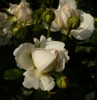 sebastian-kneipp-3