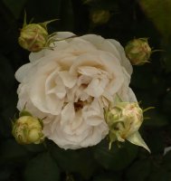 sebastian-kneipp-4