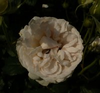 sebastian-kneipp