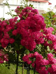 super-excelsa-2