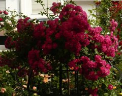 super-excelsa