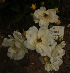 thisbe-2