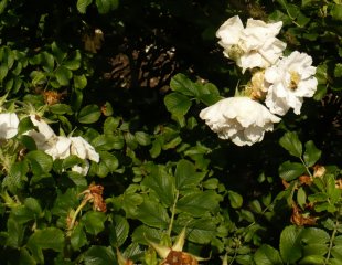 white-roadrum