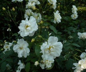 windrush-1