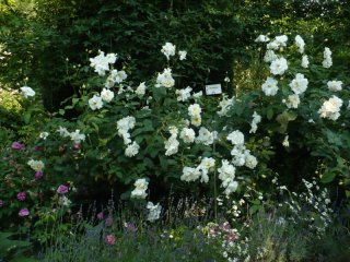 windrush-2