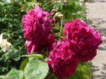 w-shakspeare-ogrod-botaniczny-warszawa-232.jpg