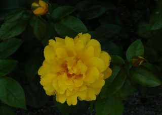 duftgold