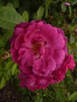 etoile-de-holande-2