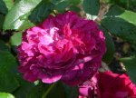 wsheakspeare-ogrod-botaniczny-warszawa.jpg