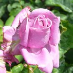 charles-de-gaulle-2-ogrod-botaniczny-warszawa.jpg