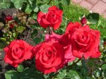 kardinal-ogrod-botaniczny-warszawa.jpg
