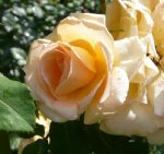 apricot-queen-ogrod-bot-w.jpg