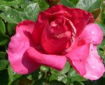 isabel-de-ortiz-ogrod-botaniczny-warszawa-119.jpg