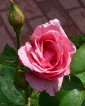 carina-ogrod-botaniczny-warszawa-126.jpg