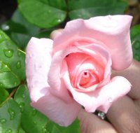 carinella-ogrod-botaniczny-warszawa-128.jpg