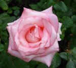 canasta-ogrod-botaniczny-warszawa-132.jpg