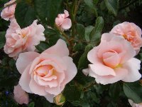 sanderhauser-jubiliamsrose1