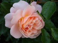 sanderhauser-jubiliamsrose2