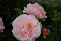 sanderhauser-jubiliamsrose3