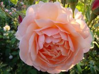 sanderhauser-jubiliamsrose5