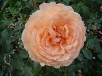 sanderhauser-jubiliamsrose6