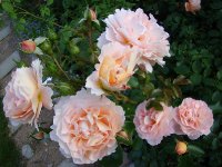 sanderhauser-jubiliamsrose7