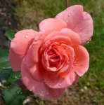 kalinka-ogrod-botaniczny-warszawa-145.jpg