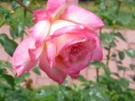 fontainebleau-ogrod-botaniczny-warszawa-148.jpg