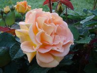 goldelse3