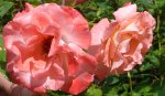 liverpool-echo-ogrod-botaniczny-warszawa-153.jpg