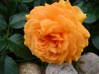 goldelse5