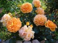 goldelse6