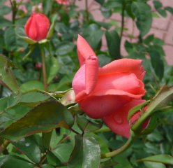ginger-rogers-ogrod-botaniczny-warszawa-155.jpg