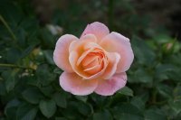 peach-clementina