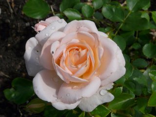 crystal-palace-ogrod-botaniczny-warszawa-165.jpg