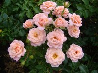 peach-clementina1