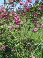 matka-mast-a